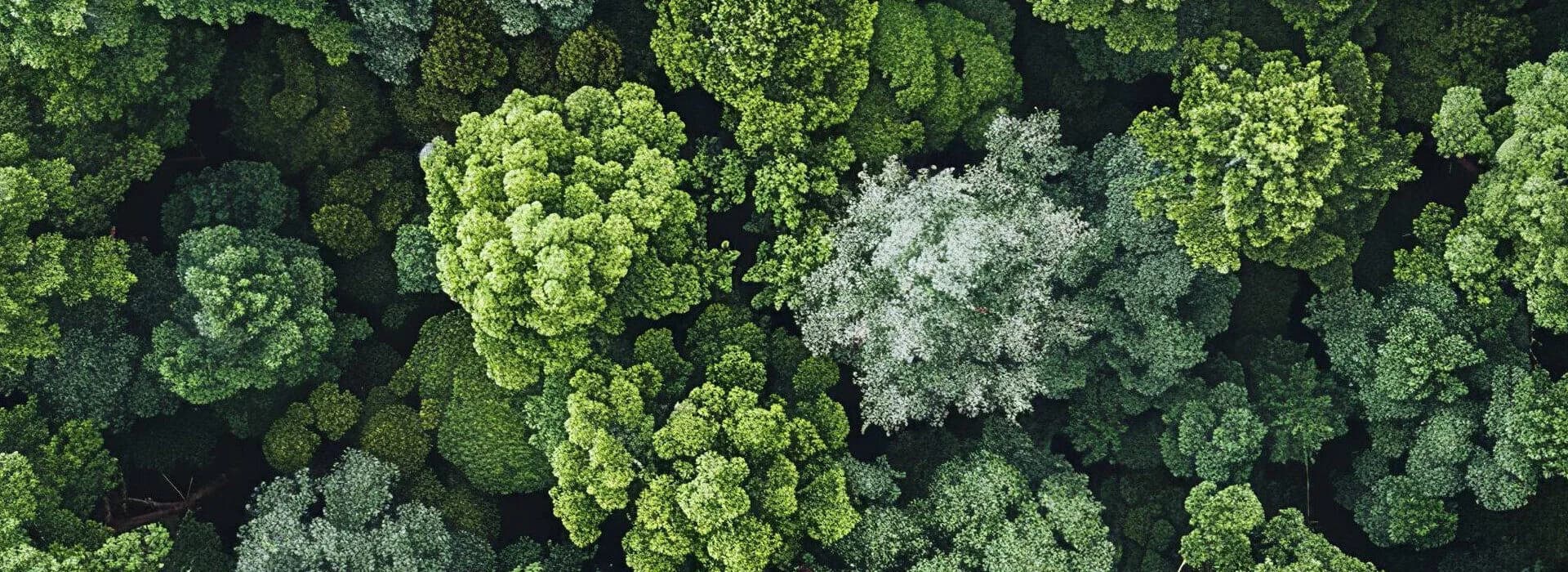 Cosa prevede la legge sul ripristino della natura entrata in vigore il 18 agosto 2024