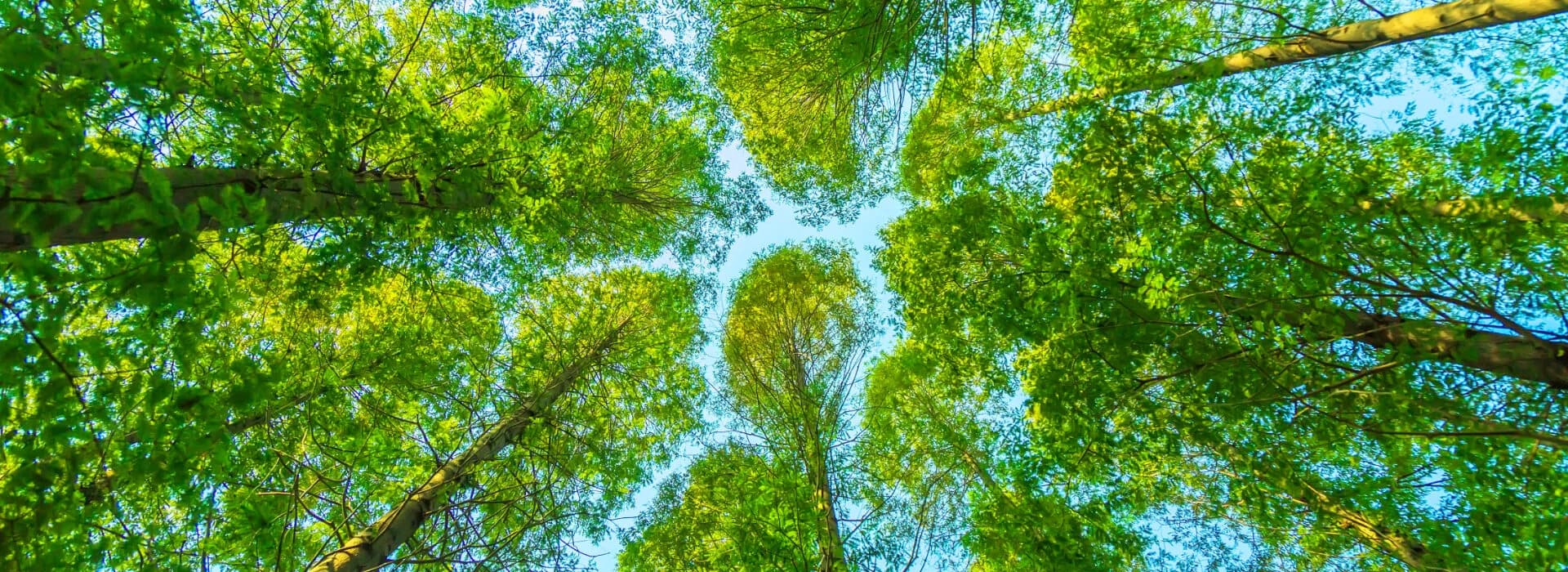 Sostenibilità: una scelta necessaria per il nostro futuro